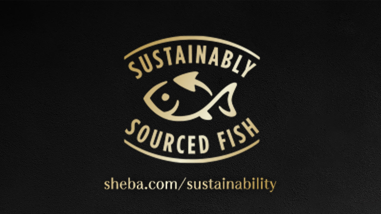 Sheba Sustainably image